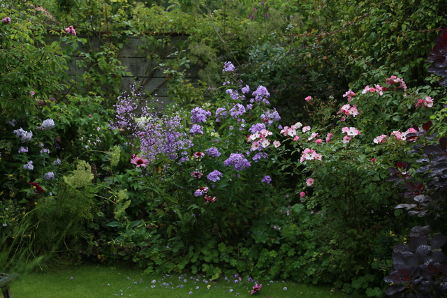 Carnaval “Des Blogs, des Voyages, des Plantes” : La Rose