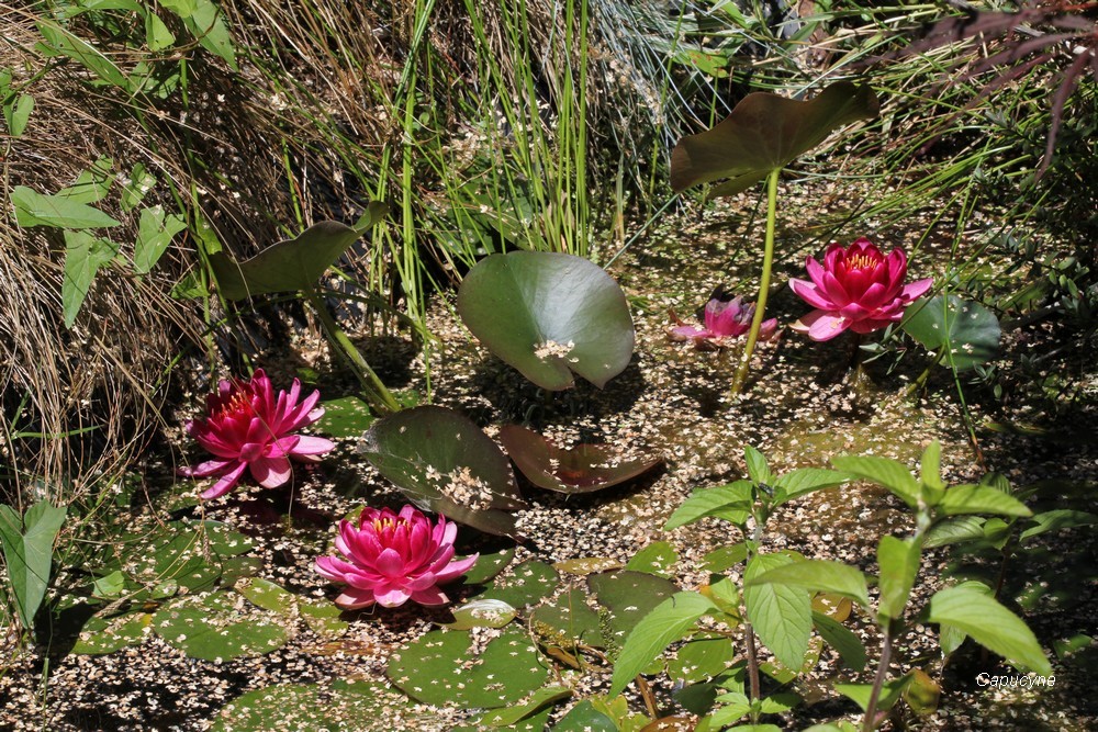 La mare en juin , grenouille et nénuphars