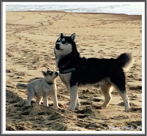 A la découverte des autres races de chiens (février 2015)