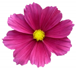 Tubes Fleurs - Divers