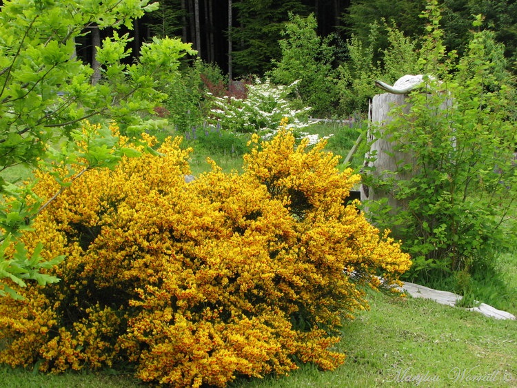 Nouvelles du Canada 180 :  Encore un peu du jardin