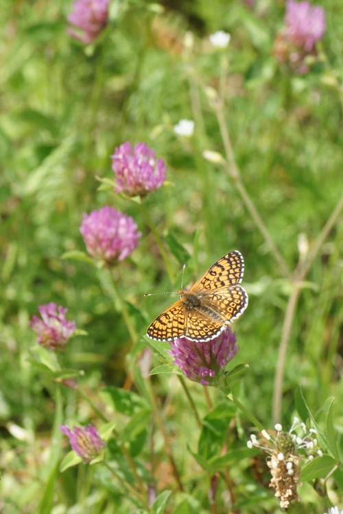 Papillons