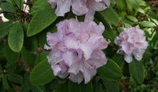                        ** mes RHODODENDRONS - Pour La FÊTE de la PENTECOTE**