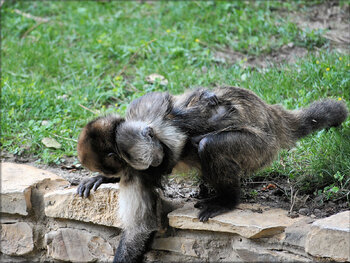 Photos de capucin à poitrine jaune (Zoo de la Palmyre)