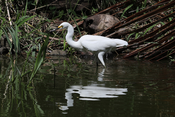 Aigrette neigeuse - Parc Aquacole