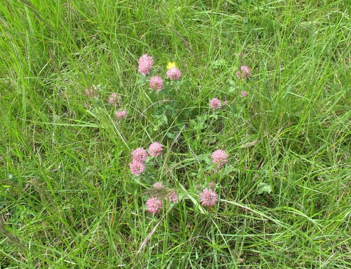 Fleurs roses