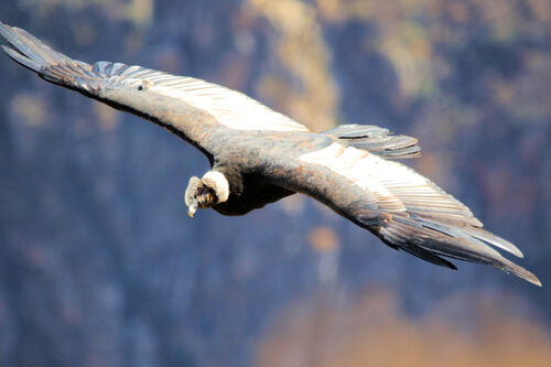Condor des Andes (Andean Condor)