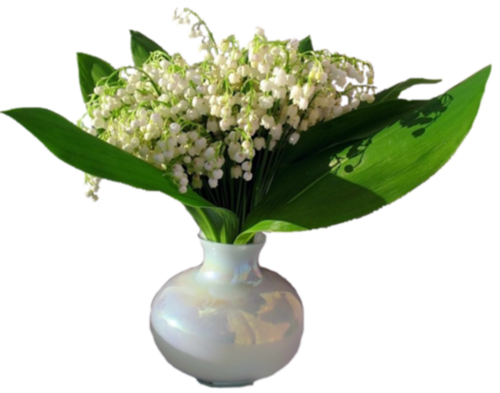 Fleurs Muguet dans vases