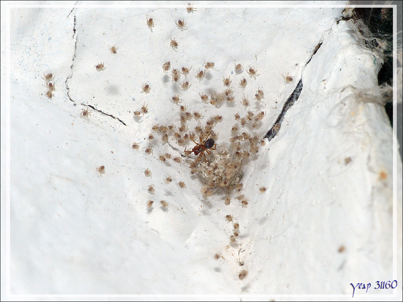 Araignée Theridion sp. femelle et la naissance de sa couvée ... avec un mâle Sardinidion (ex Theridion) blackwalli à l'affût - La Couarde-sur-Mer - Île de Ré - 17
