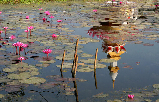 Temple au milieu des fleurs de lotus