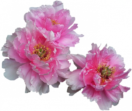 Tube fleurs, tube pivoine