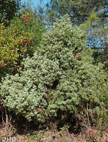 juniperusoxycedrusa