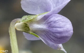 Viola palustris  -  violette des marais