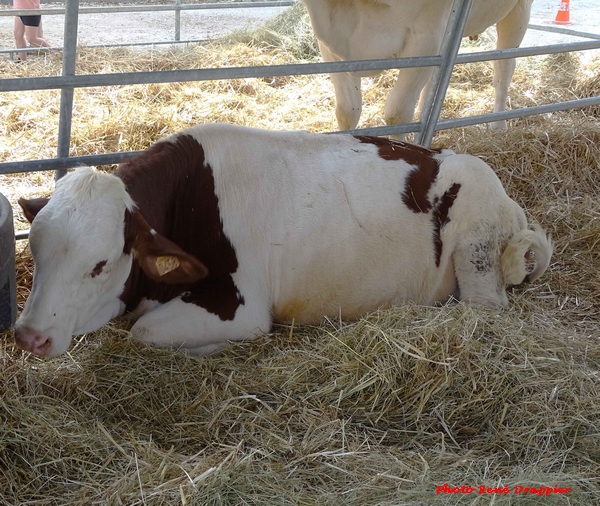 La Fête de l'Agriculture 2023 a eu lieu sur le site de la Barotte à Châtillon sur Seine, René Drappier nous en envoie quelques photos