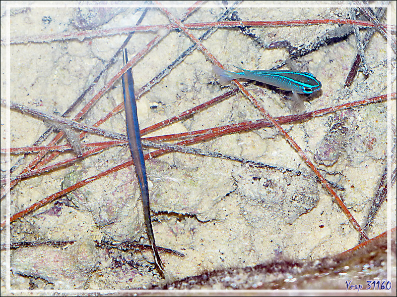 Demoiselle de Brownrigg juvénile, Surge damselfish (Chrysiptera brownriggii) - Motu Aito - Fakarava sud - Polynésie française