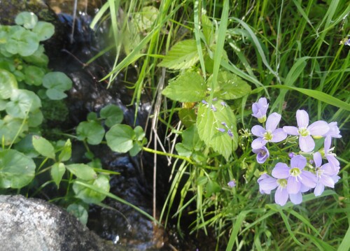 Fleurs blanches