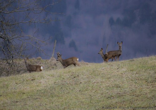 Une approche fructueuse - Un mâle et ses trois compagnes - Chevreuils - Saint-jean de chevelu - Savoie - Février 2017