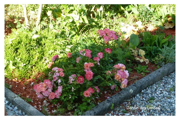 Les roses de mai dans le jardin.