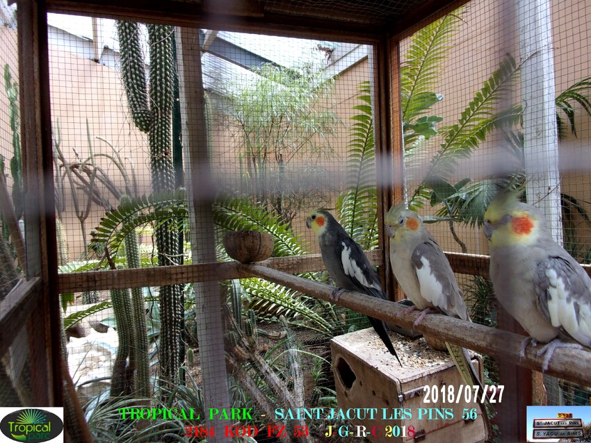 TROPICAL PARC:  Oiseaux  1/2     D   05/10/2018