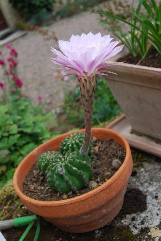Fleur de cactus -