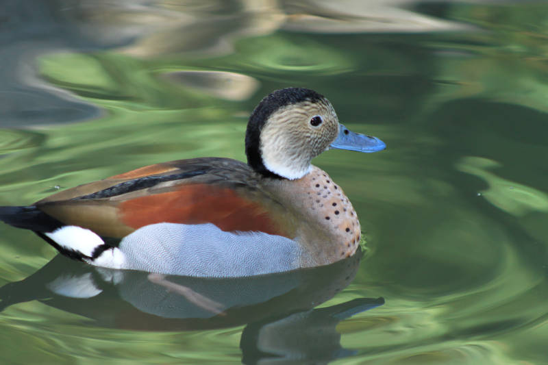 canard à bec bleu