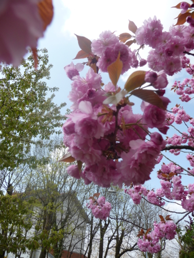 Blog de mimipalitaf :mimimickeydumont : mes mandalas au compas, printemps dans les branches,