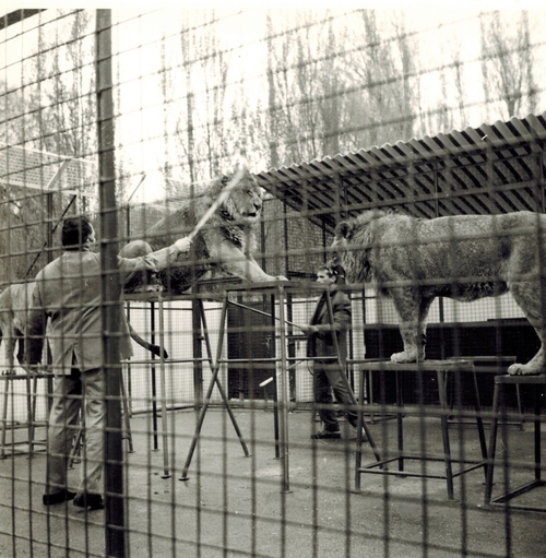 Jean Richard en  pleine répétition avec ses lionnes à son Zoo d'Ermenonville