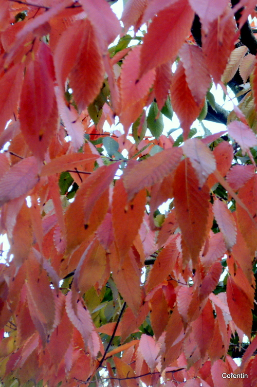 Les feuilles en automne ...