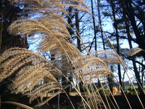 L'hiver trompeur