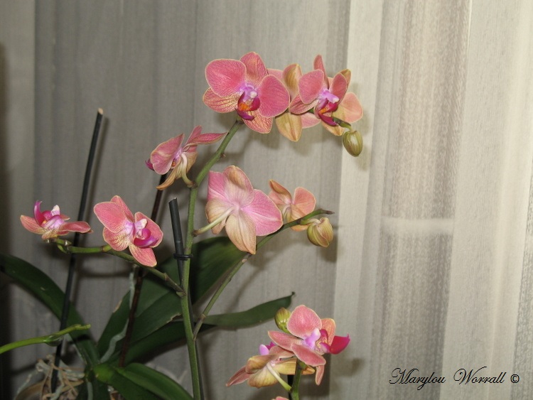 Une autre orchidée sauvée