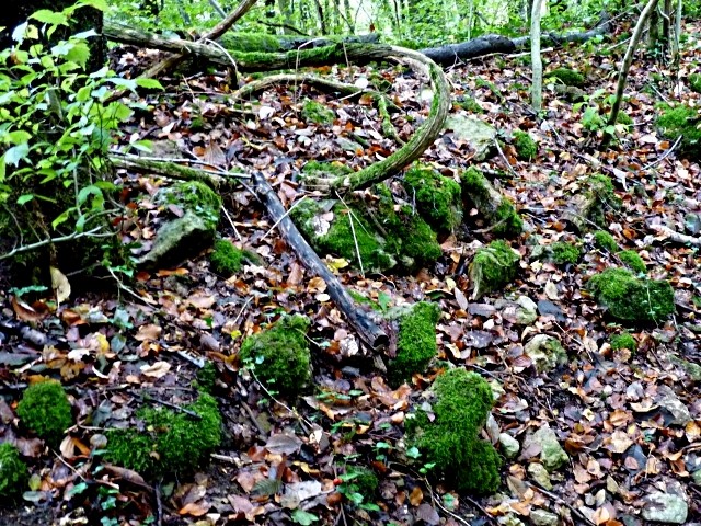 Forêt lorraine 29 Marc de Metz 2011