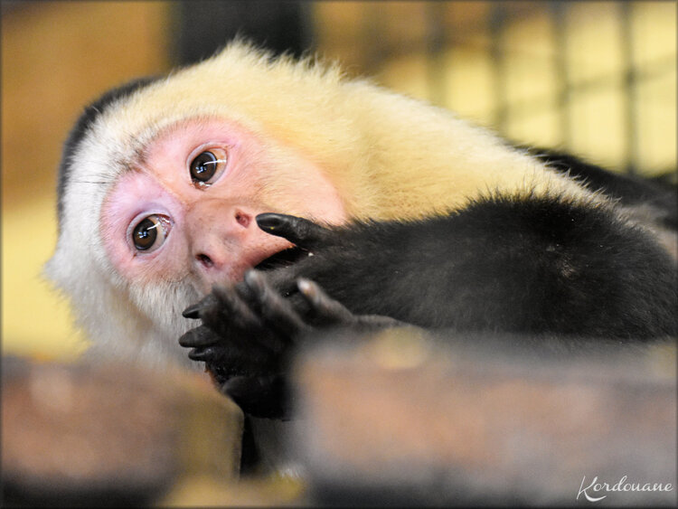 Photo singe Capucin à épaules blanches