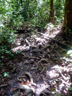 sentier du molokoi