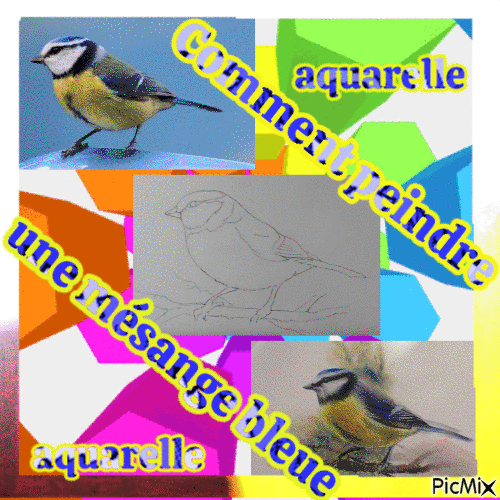 Dessin et peinture - vidéo 3426 : Peindre une mésange bleue - aquarelle.