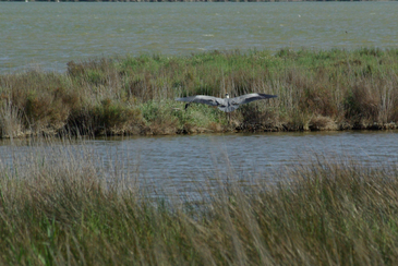 DELTA DE L'EBRE - Héron cendré