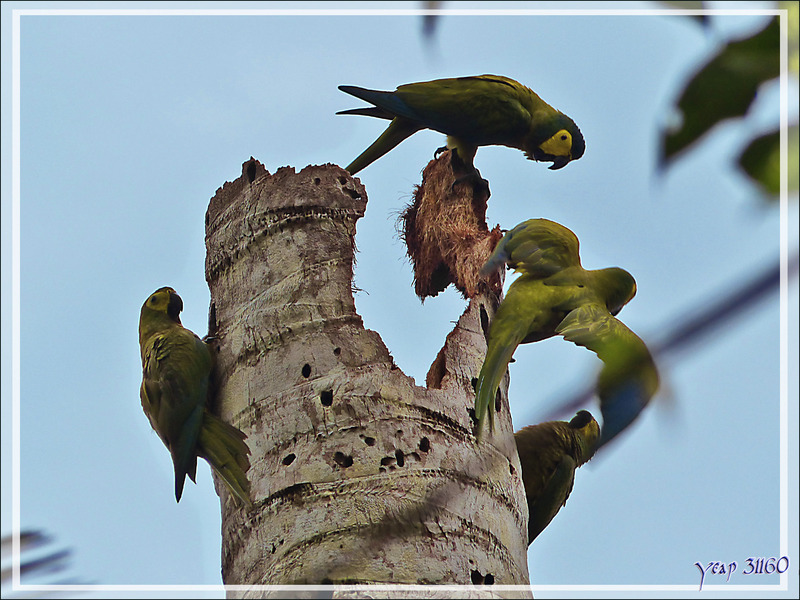 Ara macavouanne, Red-bellied Macaw (Orthopsittaca manilatus) - Lac Sandoval - Pérou