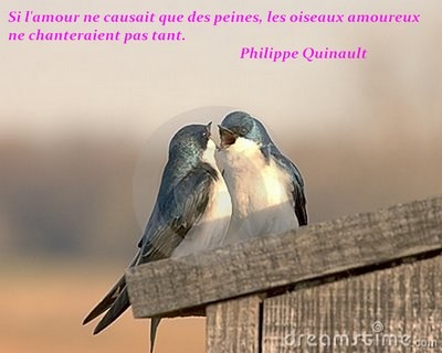 Citation D Amour Avec Oiseaux - Best Citations D'amour