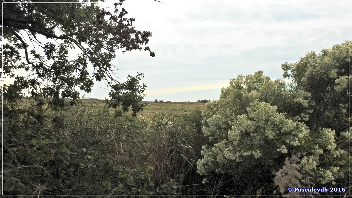 Plaines du Teich et domaine de Fleury - Octobre 2016 - 10/13