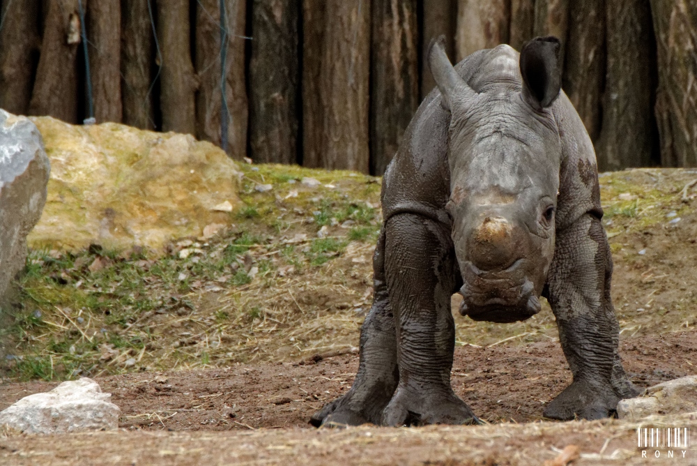 Eléonore et son petit rhinocéros blanc Sethemba (part.1)