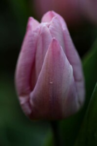 Tulipes Candy Prince3