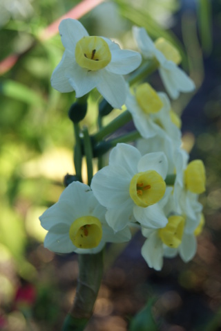 narcisse Tazeta multiflore 'Avalanche'