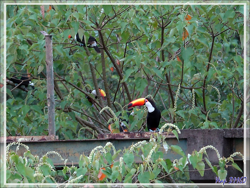 Toucan toco, Toco toucan, Tucán grande (Ramphastos toco) -  Puerto Iguazu - Argentine