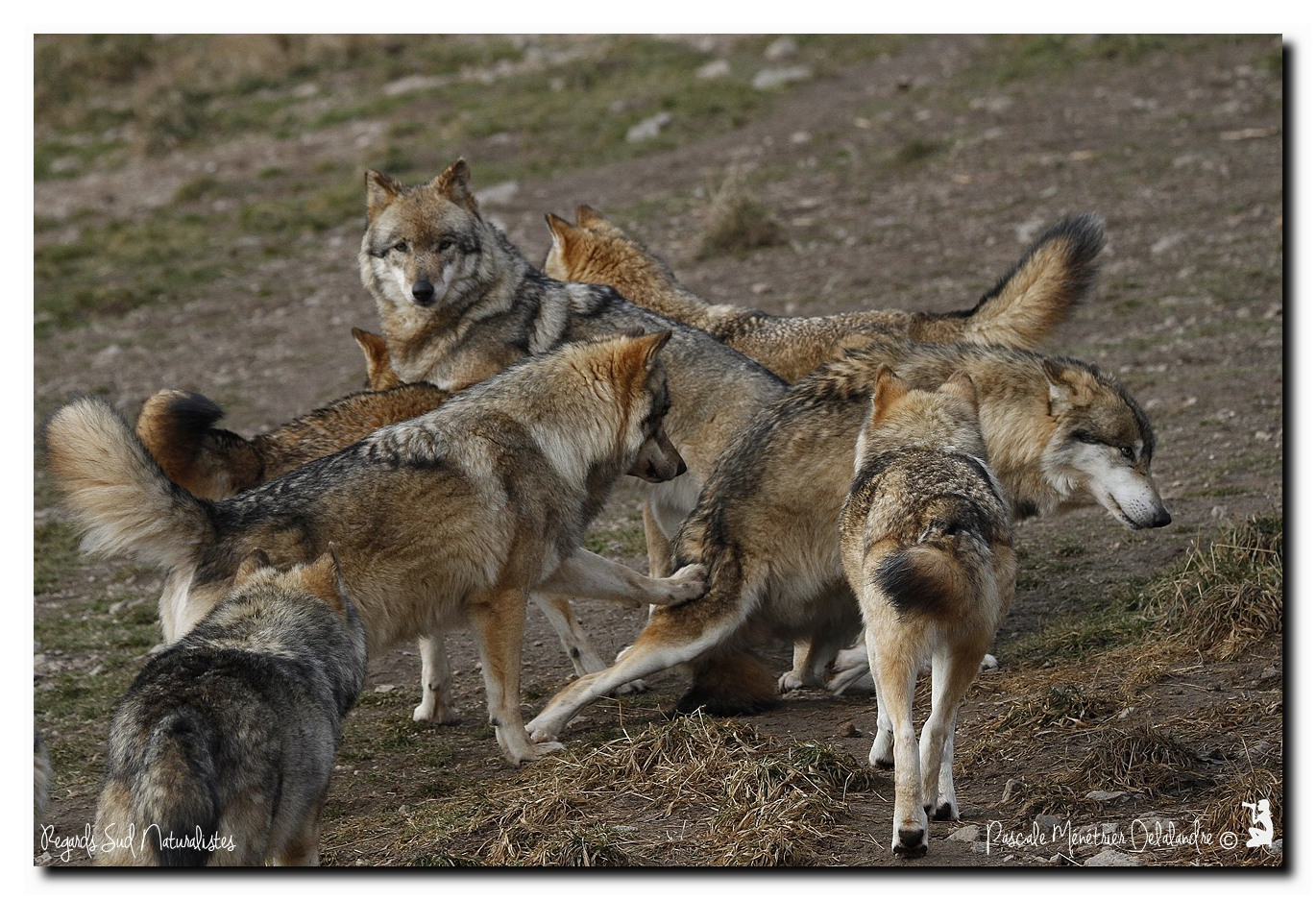 Loups de Sibérie en meute
