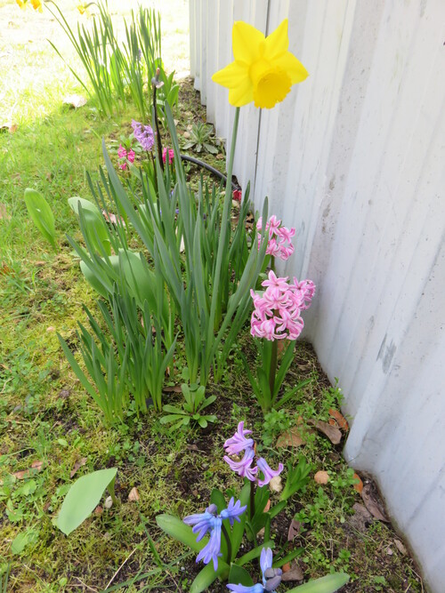 Des fleurs pour vous 