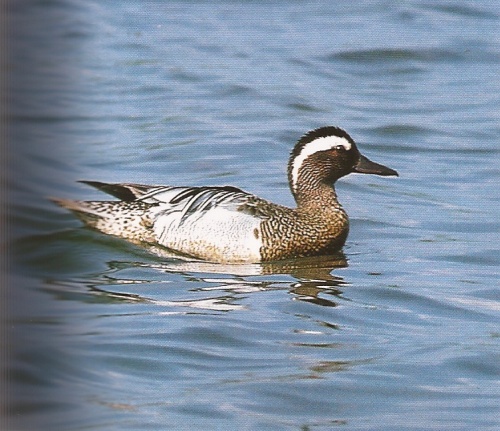 sarcelle d'été