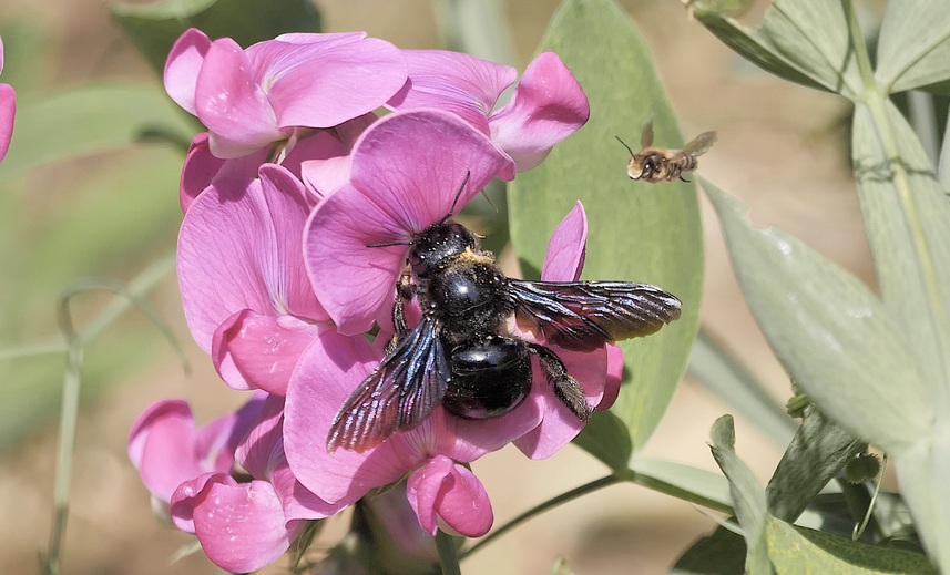 Le xylocope violet