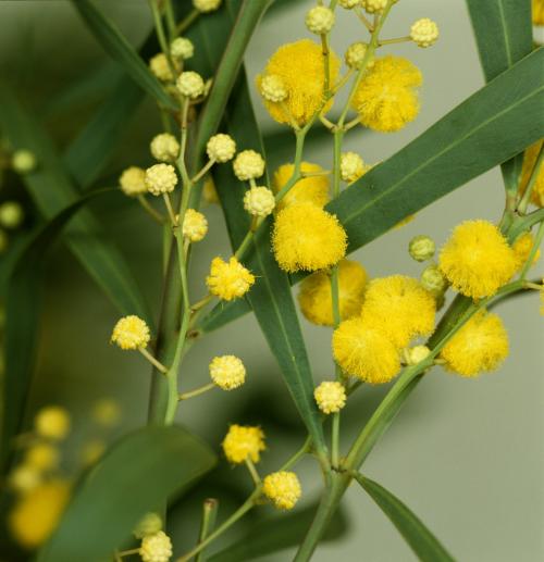 Fleurs cultivées : Mimosa