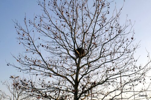 Platanes en hiver et nids 