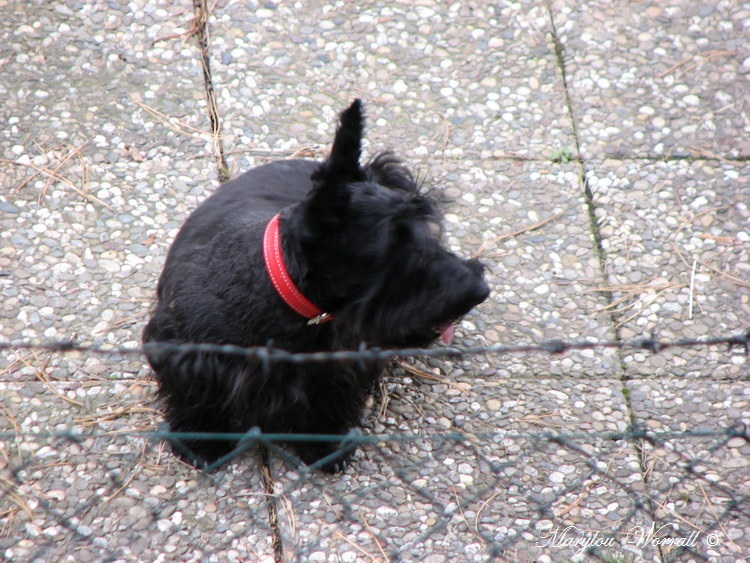 Ric et Rac les adorables chiens de la voisine