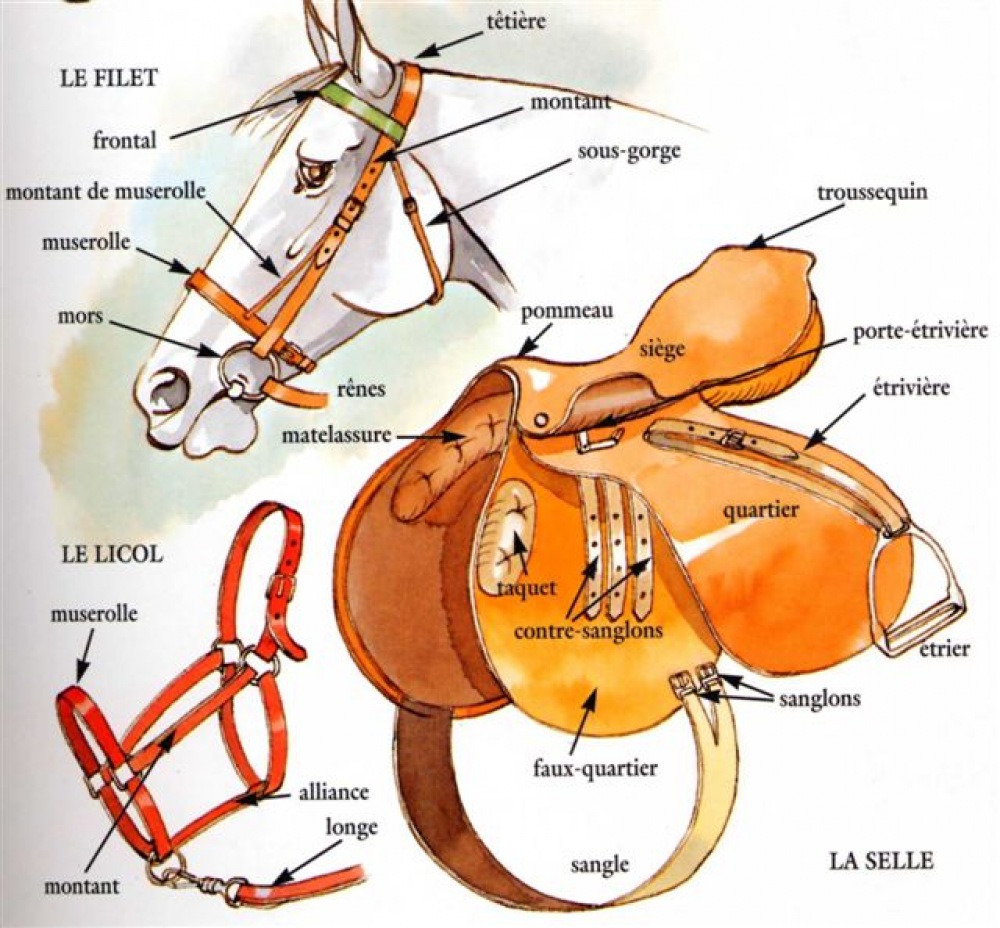 Cours galop 2 - TwoL&Chevaux